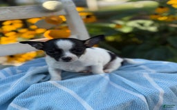 Chihuahua dogs for sale: Chihuahua 3 puppies - Image 5