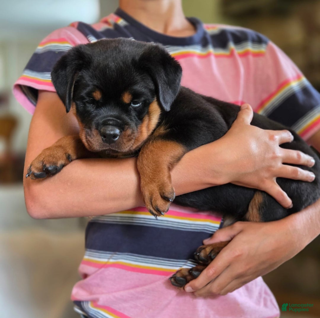Rottweiler dogs for sale: Miss Green - Image 5