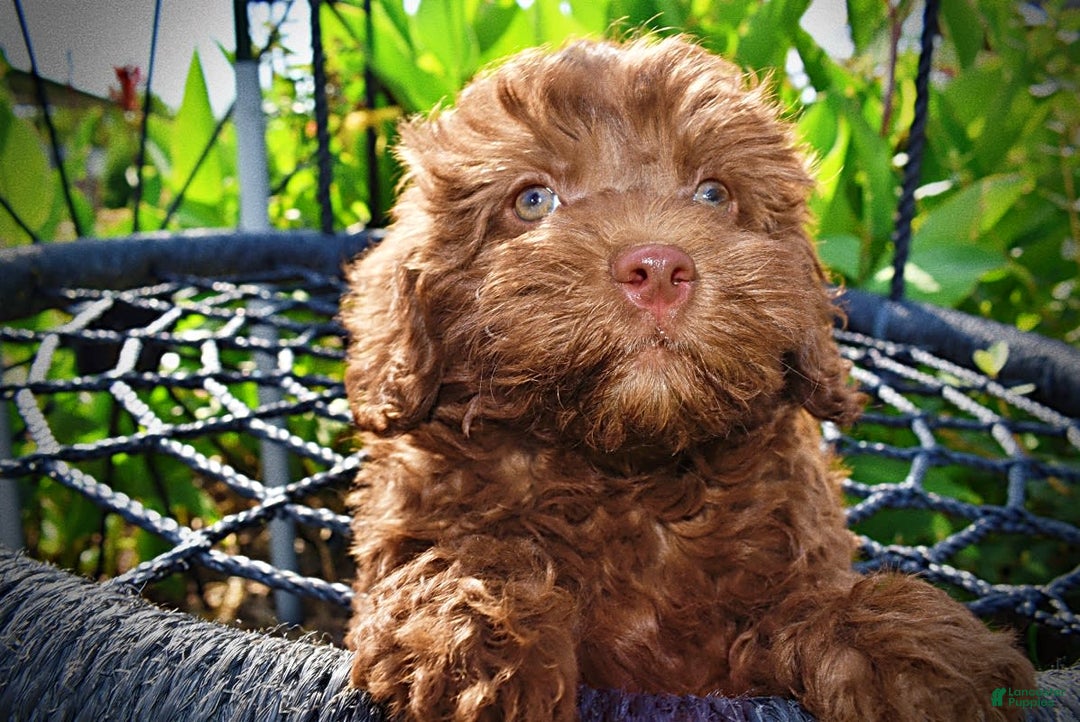 Havapoo dogs for sale: Flower - Image 5