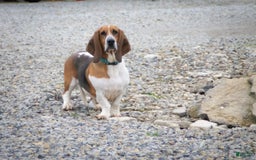 Basset Hound dogs for sale: Jasper - Image 11