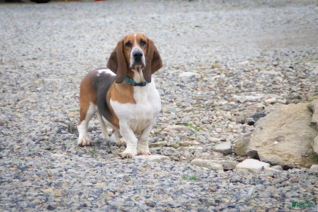 Basset Hound dogs for sale: Jasper - Image 11
