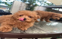Toy Poodle dogs for sale: Silace - Image 7