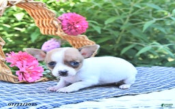 Chihuahua dogs for sale: Diana - Image 4