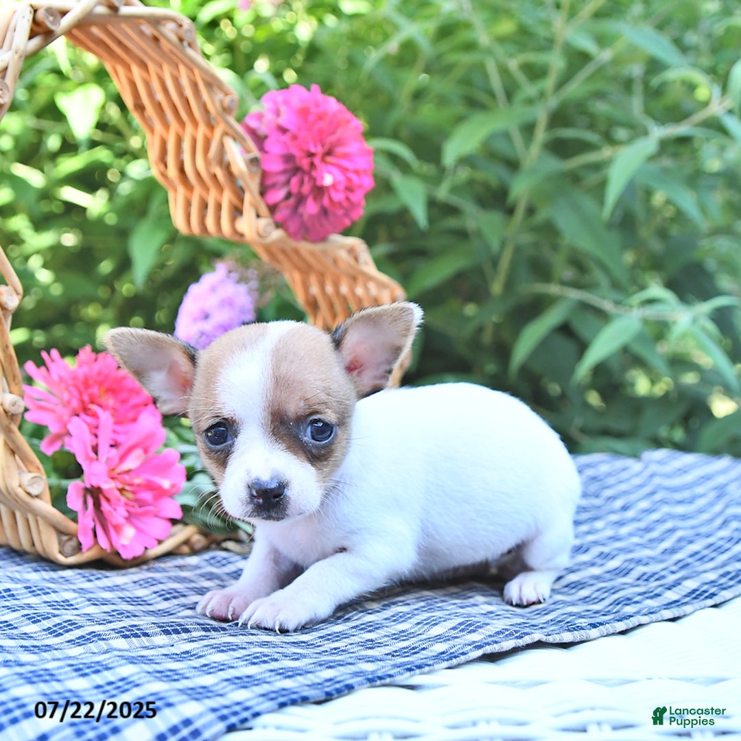 Chihuahua dogs for sale: Diana - Image 4