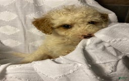 Mini Goldendoodle dogs for sale: Cooper - Image 27