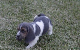 Basset Hound dogs for sale: Jed - Image 6