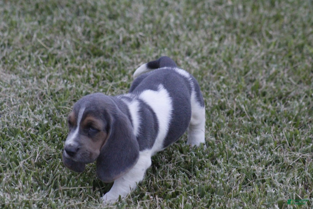 Basset Hound dogs for sale: Jed - Image 6