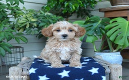 Maltipoo dogs for sale: Maltipoo 5 puppies - Image 13