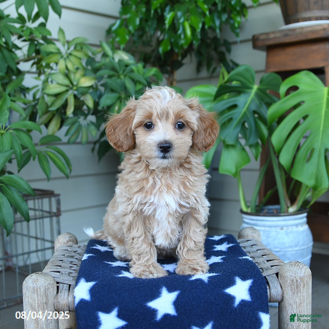 Maltipoo dogs for sale: Maltipoo 5 puppies - Image 13
