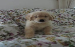 Golden Retriever dogs for sale: Hershey - Image 34