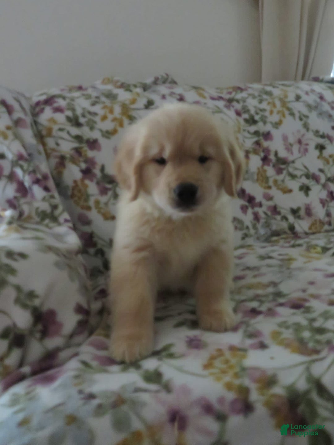 Golden Retriever dogs for sale: Hershey - Image 34