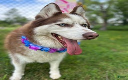 Siberian Husky dogs for sale: Zane - Image 4