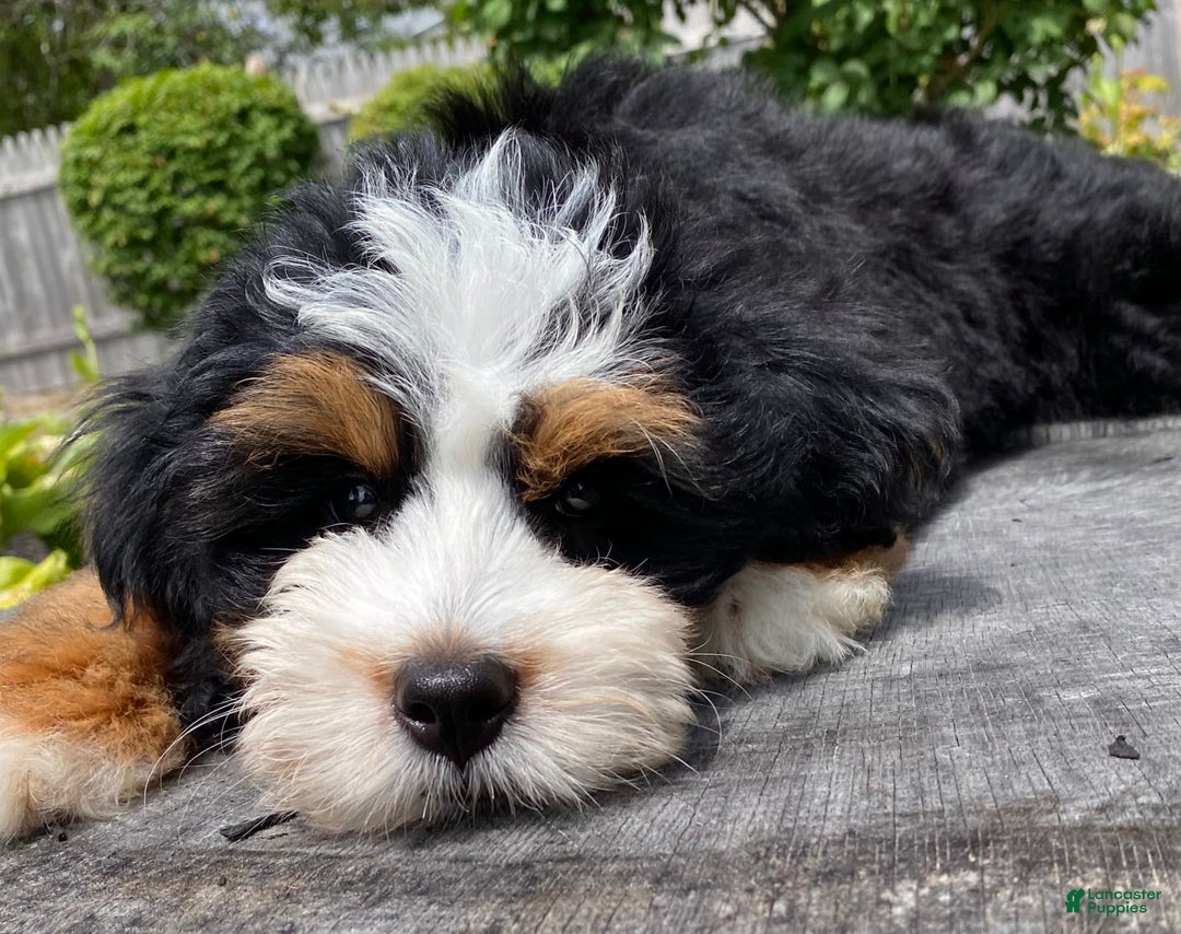 Mini Bernedoodle dogs for sale: 🧡 Boston Ma 🧡 Mini Bernedoodle - Image 15