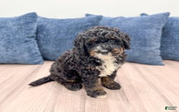 Mini Bernedoodle dogs for sale: Diego - Image 6