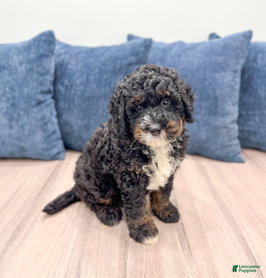 Mini Bernedoodle dogs for sale: Diego - Image 6