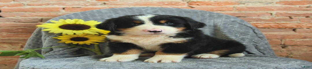 Rex