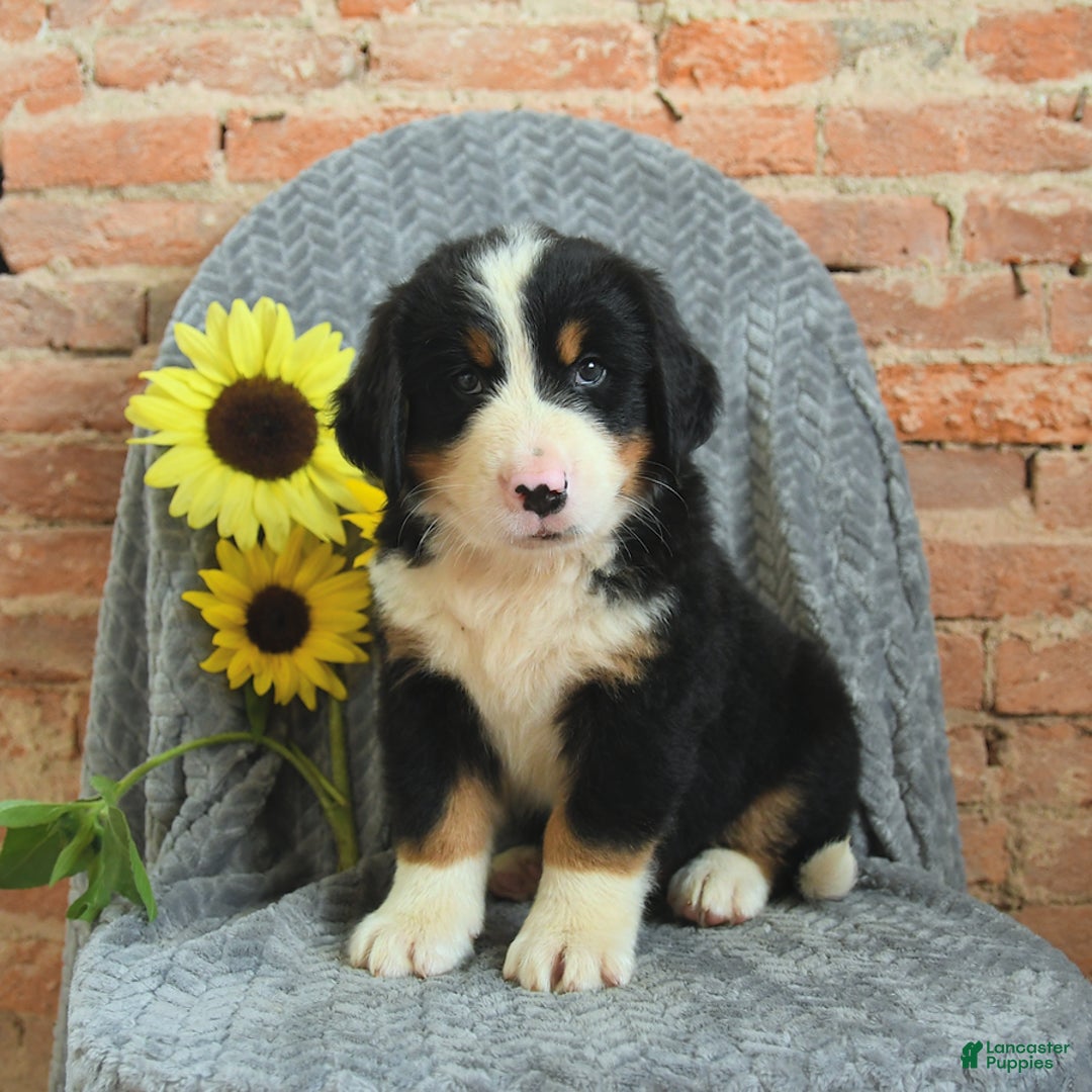 Greater Swiss Mountain Dog dogs for sale: Rex - Image 1