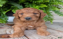 Goldendoodle dogs for sale: Dash - Image 19