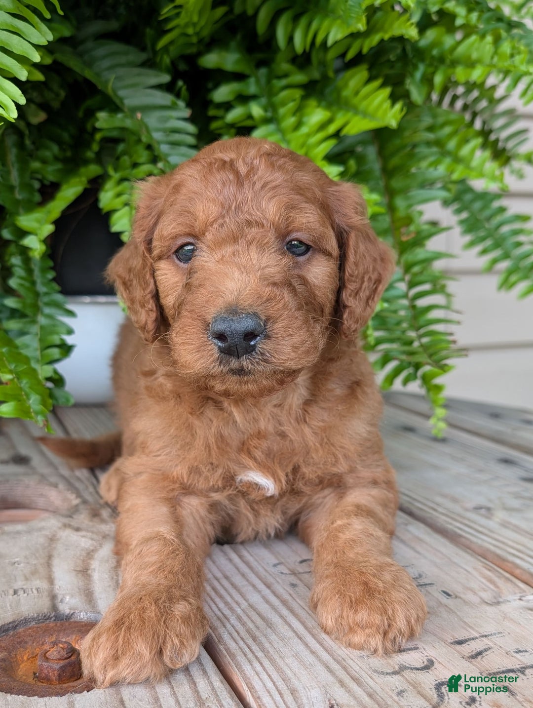 Goldendoodle dogs for sale: Dash - Image 19