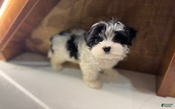 Morkie dogs for sale: Helen - Image 1