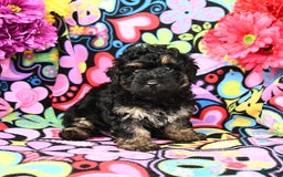 Yorkiepoo dogs for sale: Ziggy - Image 3