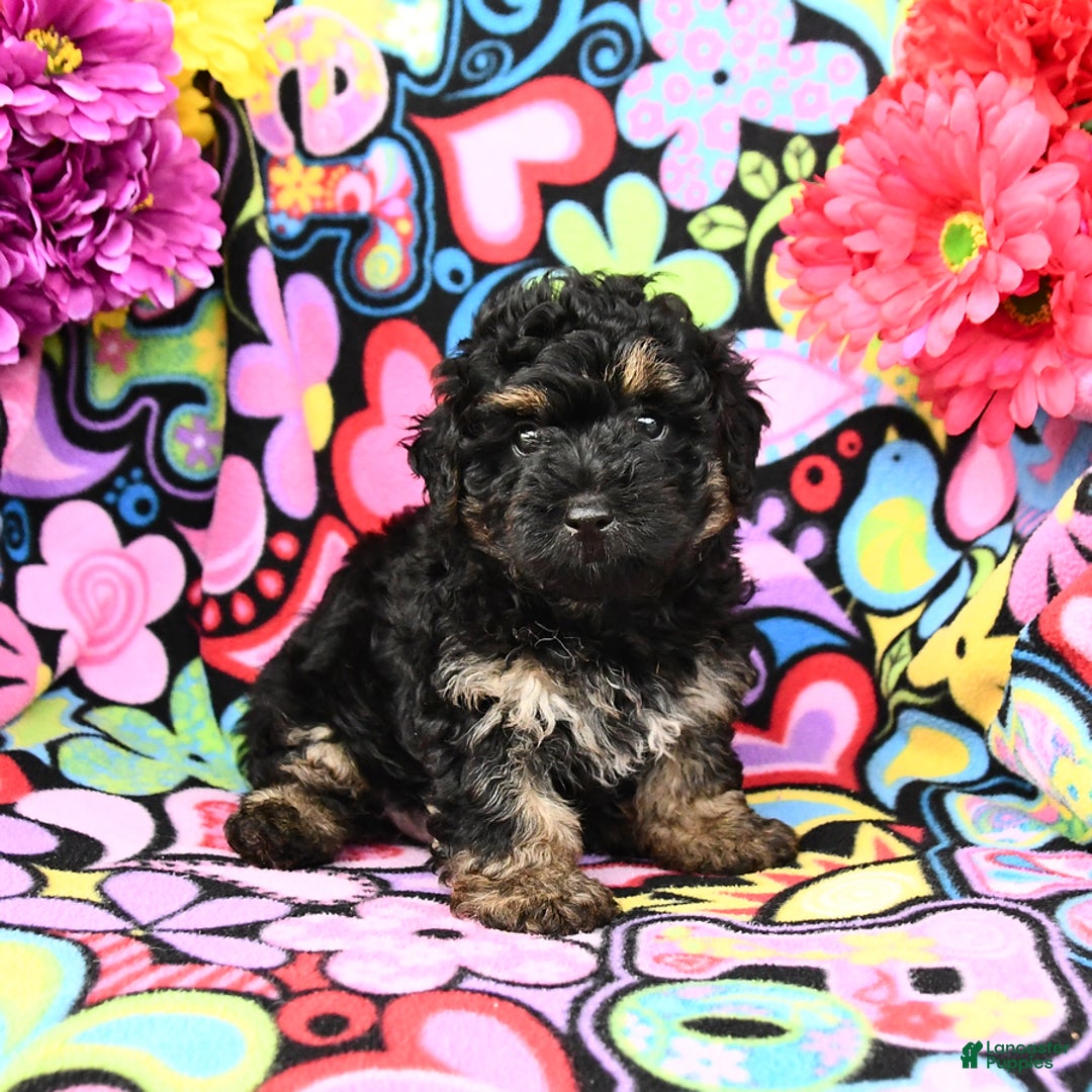 Yorkiepoo dogs for sale: Ziggy - Image 3