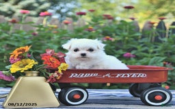 Maltese dogs for sale: Betsy Extra Small - Image 2