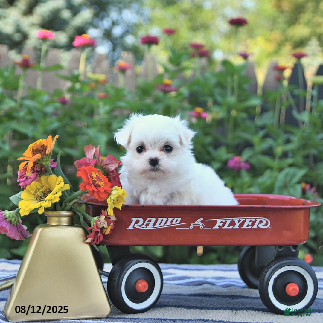 Maltese dogs for sale: Betsy Extra Small - Image 2