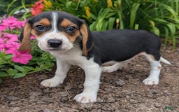 Beagle dogs for sale: Pistacio - Image 5
