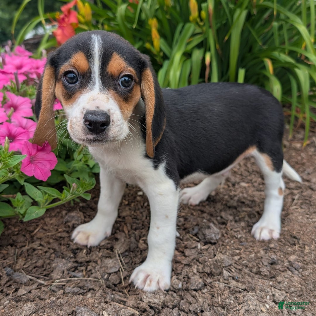 Beagle dogs for sale: Pistacio - Image 5