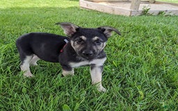 German Shepherd dogs for sale: German Shepherd 8 puppies - Image 19