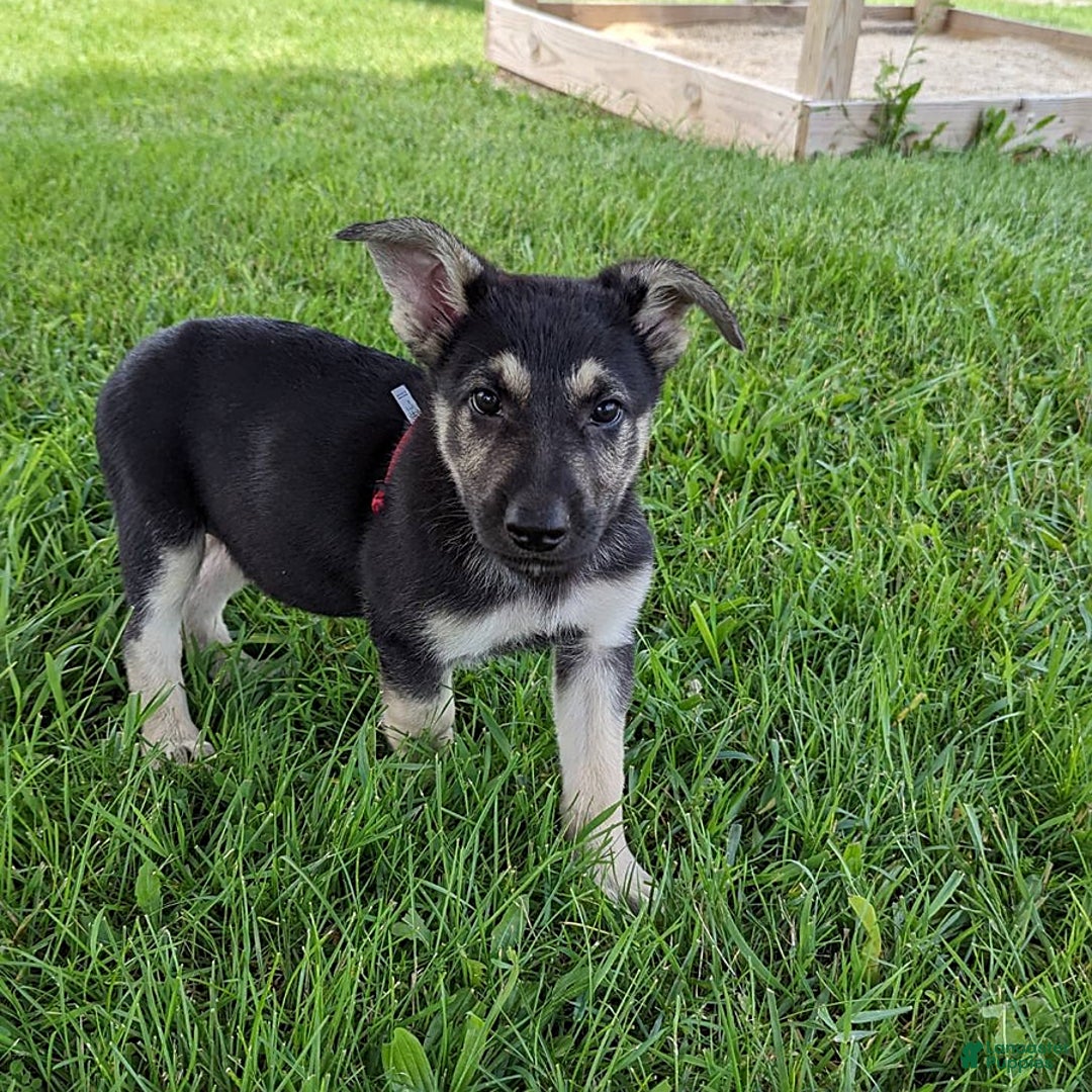 German Shepherd dogs for sale: German Shepherd 8 puppies - Image 19