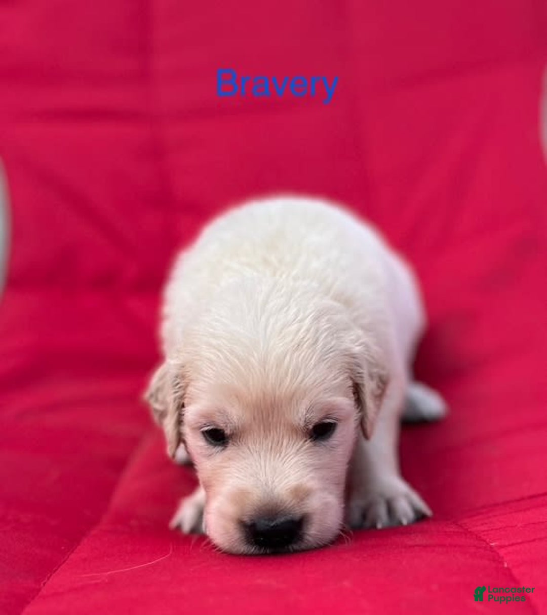 Golden Retriever dogs for sale: Golden Retriever 10 puppies - Image 1