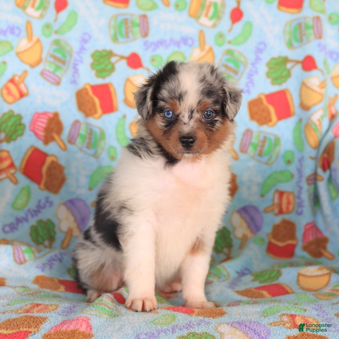  dogs for sale: Oreo - Image 2