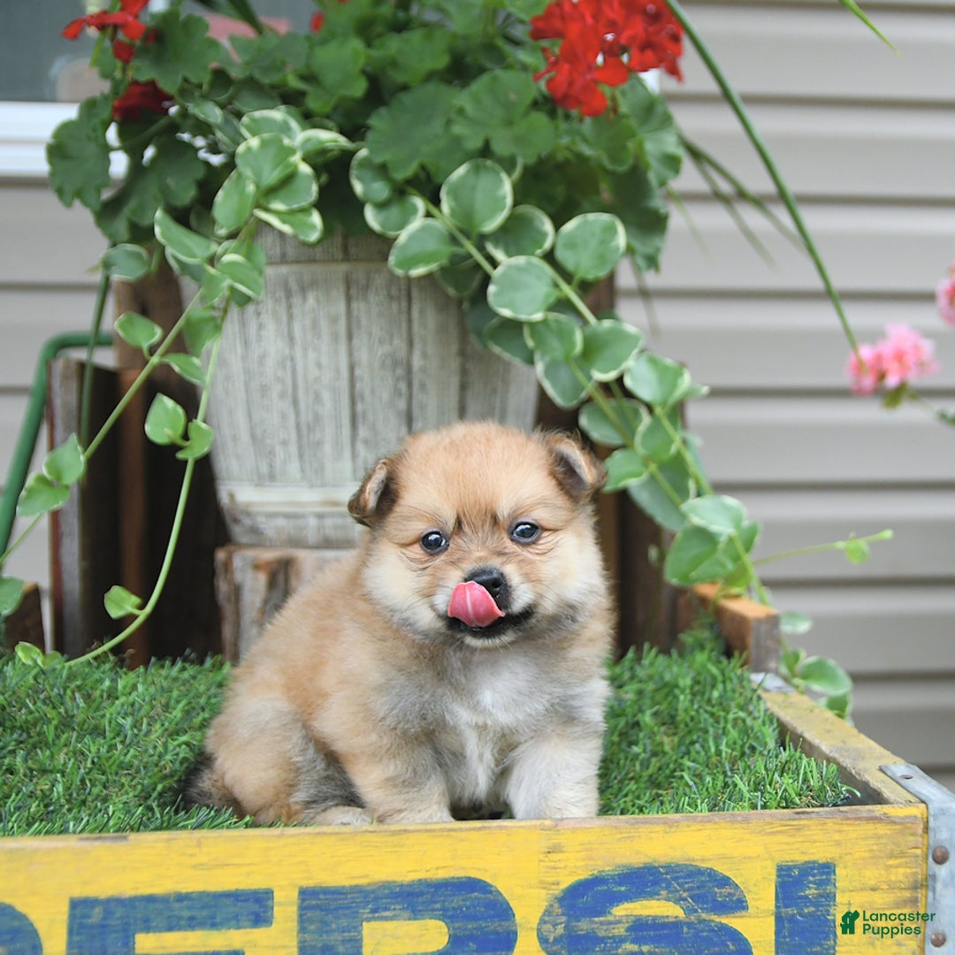 Pomeranian dogs for sale: Carmen - Image 9