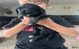 Goldendoodle dogs for sale: Skye - Image 2