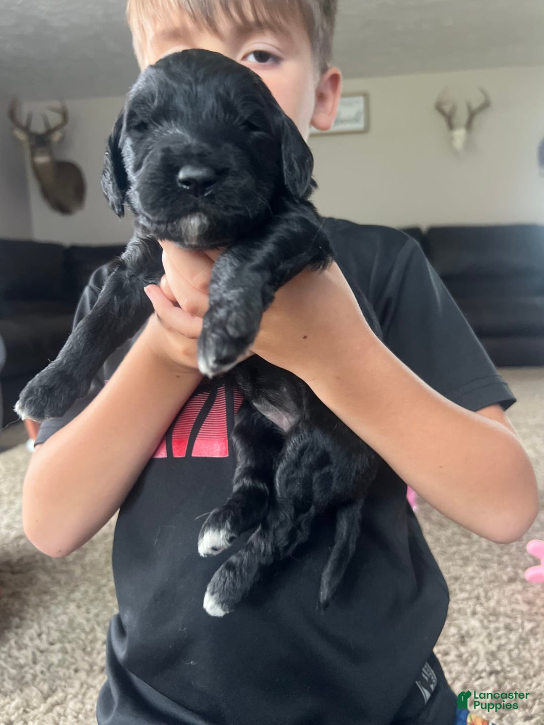 Goldendoodle dogs for sale: Skye - Image 2