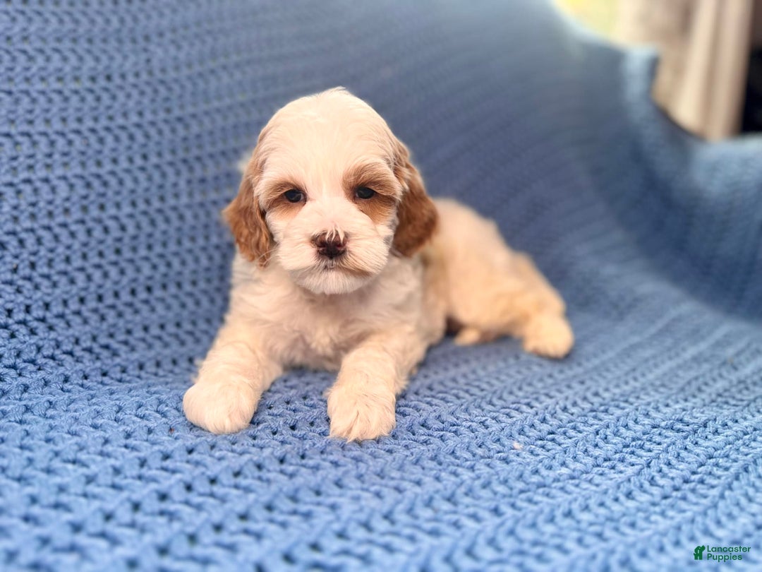 Maltipoo dogs for sale: Biscuit - Image 5