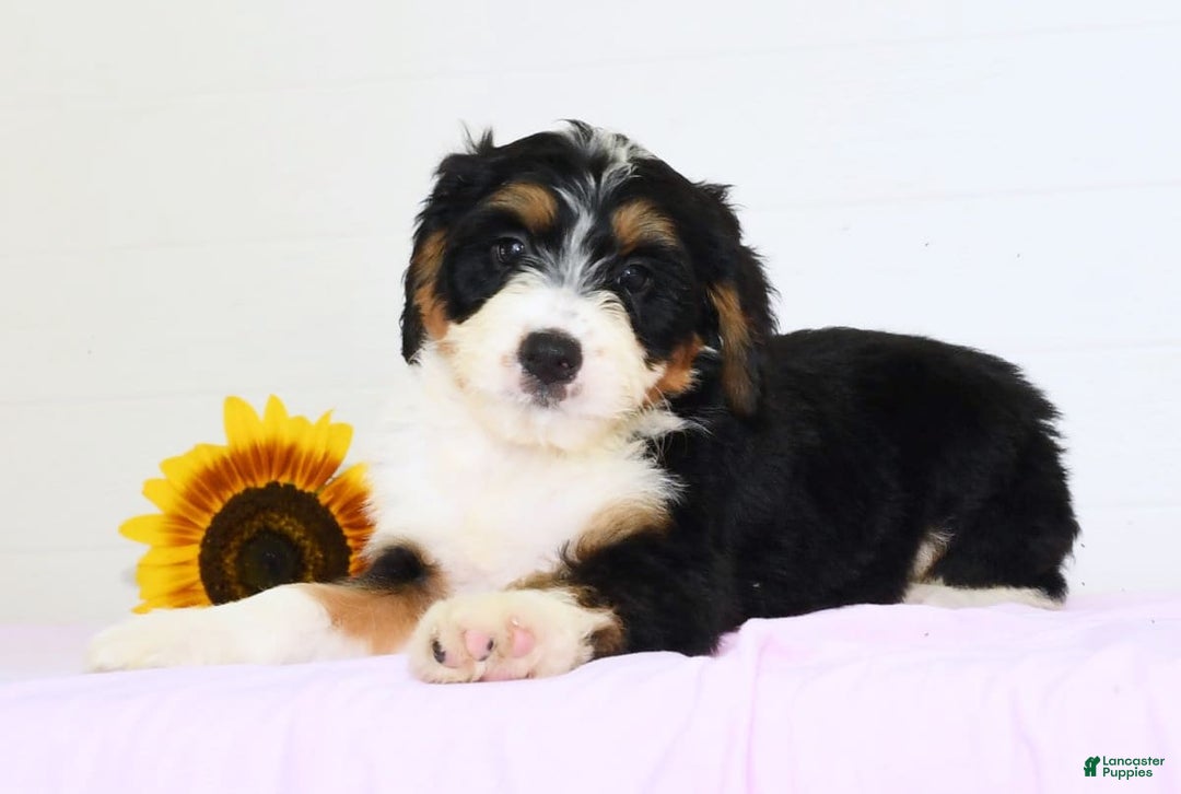 Mini Bernedoodle dogs for sale: Skye - Image 5