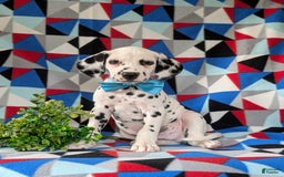 Dalmatian dogs for sale: Lazarus - Image 3