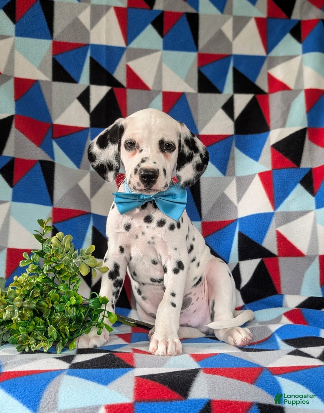 Dalmatian dogs for sale: Lazarus - Image 3