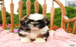 Shih Tzu dogs for sale: Puddles - Image 2