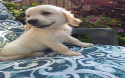 Golden Retriever dogs for sale: Lottie - Image 2