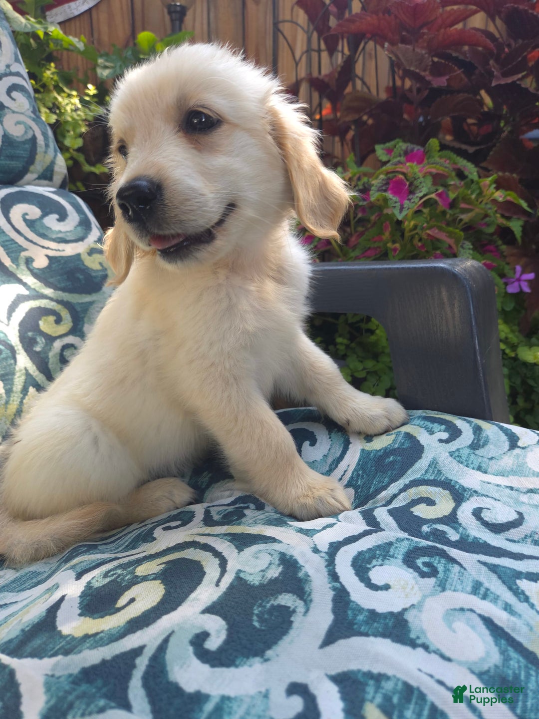 Golden Retriever dogs for sale: Lottie - Image 2