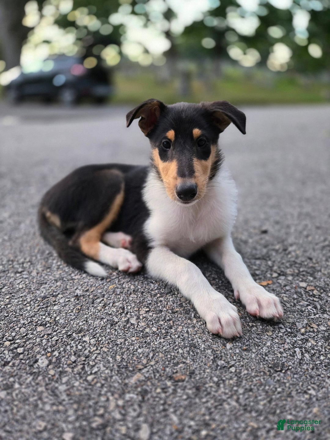 Collie dogs for sale: Kat - Image 4