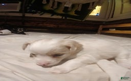 Chihuahua dogs for sale: Fluffy white Puppies - Image 5