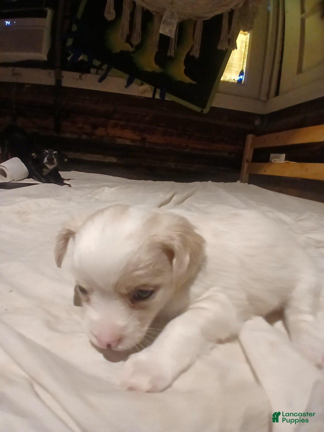 Chihuahua dogs for sale: Fluffy white Puppies - Image 5