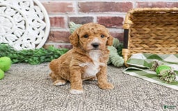 Miniature Poodle dogs for sale: Ruben - Image 6