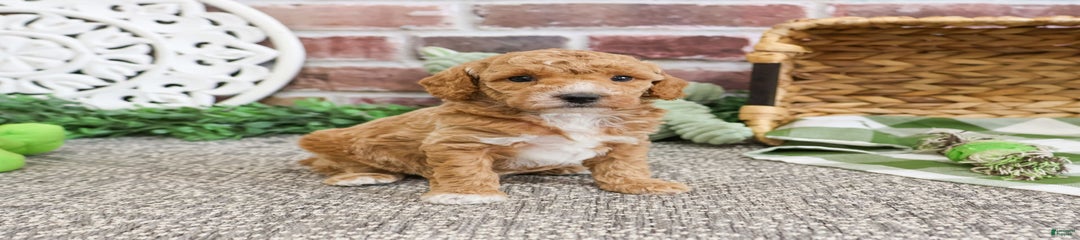 Ruben