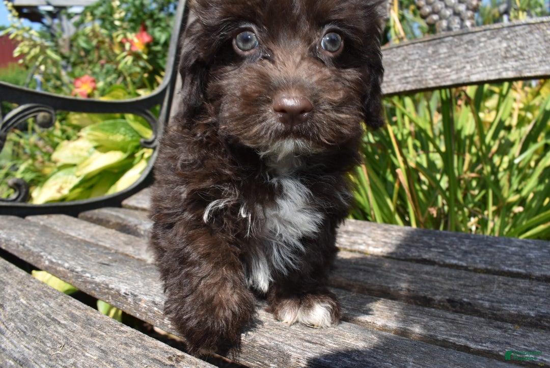 Havapoo dogs for sale: Annie - Image 5